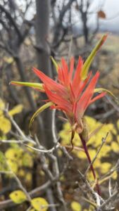 Nature And Forest Therapy - Association of Nature & Forest Therapy
