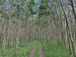 Nature And Forest Therapy - Association of Nature & Forest Therapy
