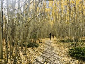 Nature And Forest Therapy - Association of Nature & Forest Therapy