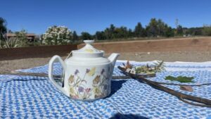 Nature And Forest Therapy - Association of Nature & Forest Therapy