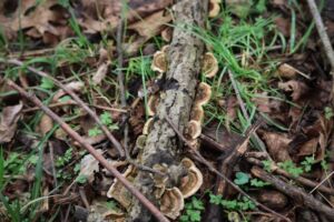 Nature And Forest Therapy - Association of Nature & Forest Therapy