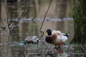Nature And Forest Therapy - Association of Nature & Forest Therapy