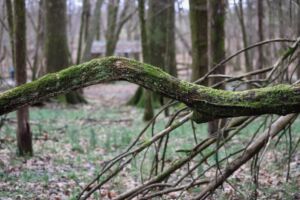 Nature And Forest Therapy - Association of Nature & Forest Therapy