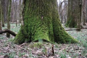 Nature And Forest Therapy - Association of Nature & Forest Therapy