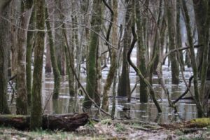 Nature And Forest Therapy - Association of Nature & Forest Therapy