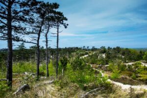 Nature And Forest Therapy - Association of Nature & Forest Therapy
