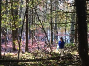 Nature And Forest Therapy - Association of Nature & Forest Therapy