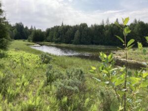 Nature And Forest Therapy - Association of Nature & Forest Therapy