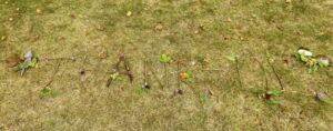 Nature And Forest Therapy - Association of Nature & Forest Therapy