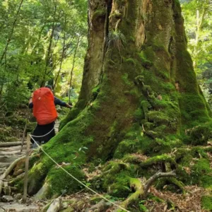 Nature And Forest Therapy - Association of Nature & Forest Therapy