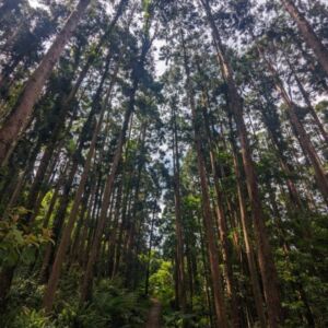 Nature And Forest Therapy - Association of Nature & Forest Therapy
