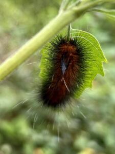 Nature And Forest Therapy - Association of Nature & Forest Therapy