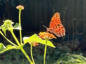 Nature And Forest Therapy - Association of Nature & Forest Therapy