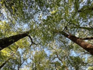 Nature And Forest Therapy - Association of Nature & Forest Therapy