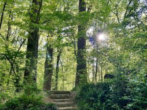 Nature And Forest Therapy - Association of Nature & Forest Therapy