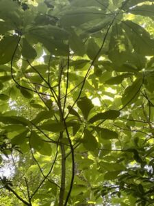 Nature And Forest Therapy - Association of Nature & Forest Therapy