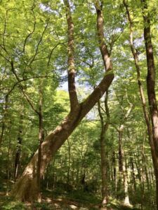 Nature And Forest Therapy - Association of Nature & Forest Therapy