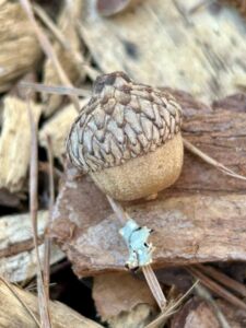 Nature And Forest Therapy - Association of Nature & Forest Therapy