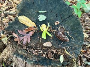 Nature And Forest Therapy - Association of Nature & Forest Therapy