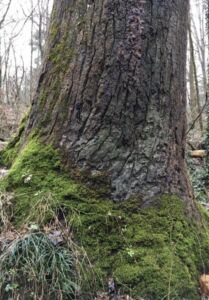 Nature And Forest Therapy - Association of Nature & Forest Therapy