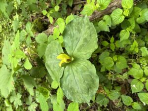Nature And Forest Therapy - Association of Nature & Forest Therapy