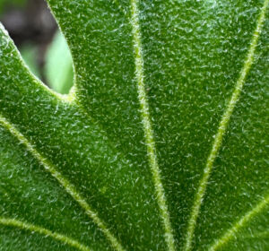 Nature And Forest Therapy - Association of Nature & Forest Therapy