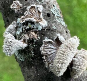 Nature And Forest Therapy - Association of Nature & Forest Therapy