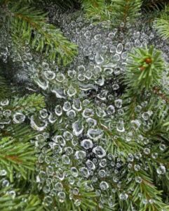 Nature And Forest Therapy - Association of Nature & Forest Therapy