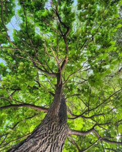 Nature And Forest Therapy - Association of Nature & Forest Therapy