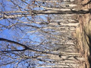 Nature And Forest Therapy - Association of Nature & Forest Therapy