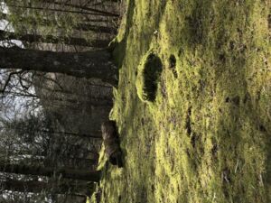Nature And Forest Therapy - Association of Nature & Forest Therapy