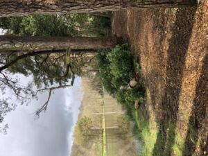 Nature And Forest Therapy - Association of Nature & Forest Therapy