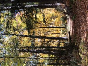 Nature And Forest Therapy - Association of Nature & Forest Therapy