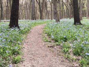 Nature And Forest Therapy - Association of Nature & Forest Therapy