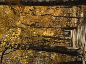 Nature And Forest Therapy - Association of Nature & Forest Therapy