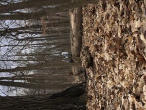 Nature And Forest Therapy - Association of Nature & Forest Therapy