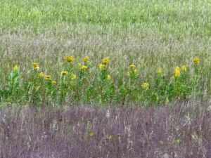 Nature And Forest Therapy - Association of Nature & Forest Therapy