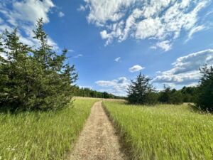 Nature And Forest Therapy - Association of Nature & Forest Therapy