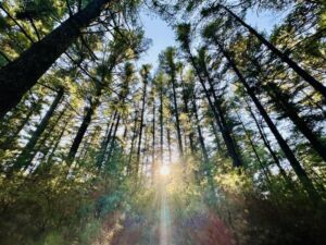 Nature And Forest Therapy - Association of Nature & Forest Therapy