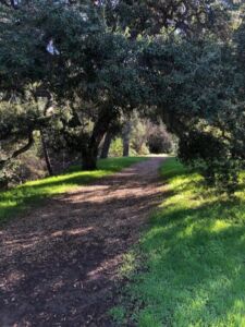 Nature And Forest Therapy - Association of Nature & Forest Therapy