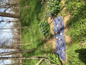 Nature And Forest Therapy - Association of Nature & Forest Therapy