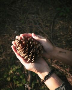 Nature And Forest Therapy - Association of Nature & Forest Therapy