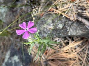 Nature And Forest Therapy - Association of Nature & Forest Therapy