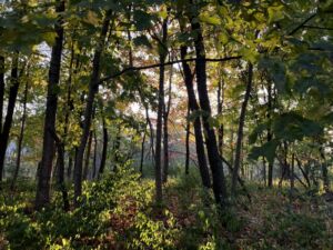 Nature And Forest Therapy - Association of Nature & Forest Therapy