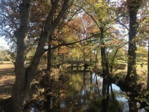 Nature And Forest Therapy - Association of Nature & Forest Therapy