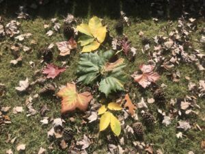 Nature And Forest Therapy - Association of Nature & Forest Therapy