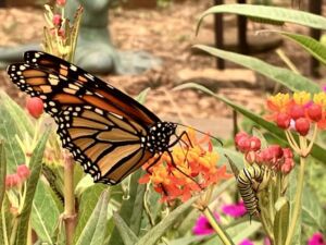 Nature And Forest Therapy - Association of Nature & Forest Therapy