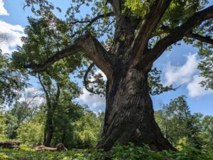 Nature And Forest Therapy - Association of Nature & Forest Therapy