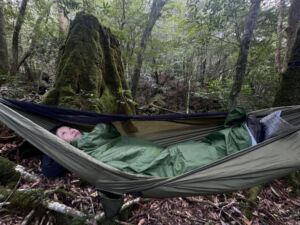Nature And Forest Therapy - Association of Nature & Forest Therapy