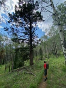 Nature And Forest Therapy - Association of Nature & Forest Therapy